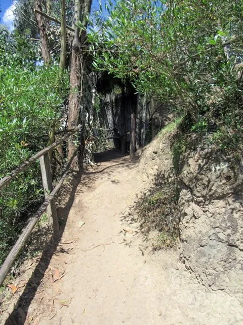 A dirt path surrounded by vegetation in Amaru Bioparque