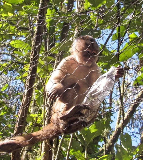 A White Capuchin Monkey in a wire tube holding a plastic bottle at Amaru Bioparque