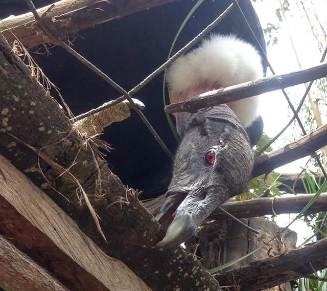 An Andean Condor looking down from his cage at Amaru Bioparque