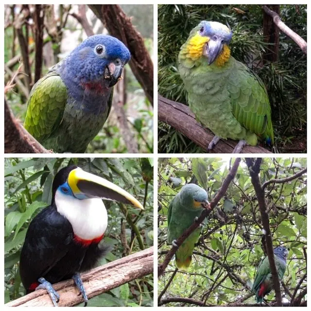 Four photos of tropical birds
