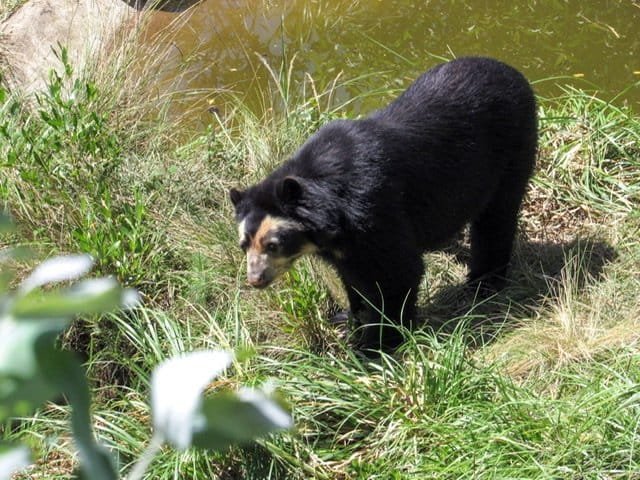 Andean or Spectacled Bear in Amaru Bioparque