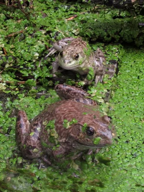 Two American Bullfrogs in a vegetation filled pond