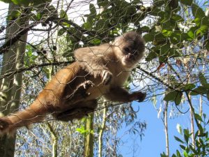 White Capuchin Monkey in a wire tube