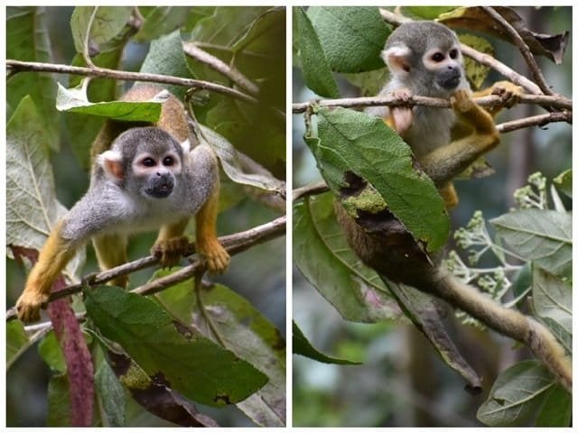 Two photos of a Squirrel Monkey at Amaru Bioparque