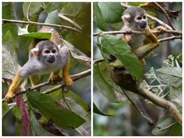 Two photos of a Squirrel Monkey at Amaru Bioparque