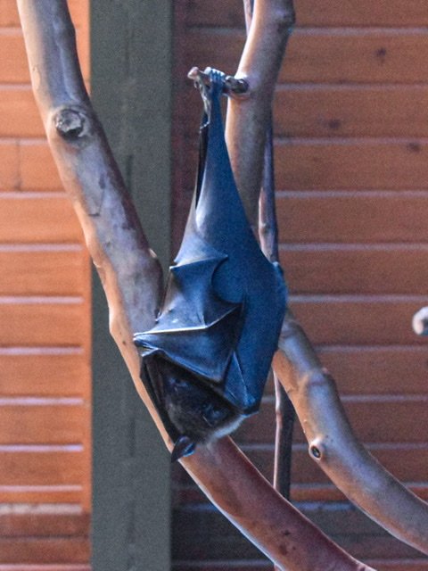 A bat at the Budapest Zoo