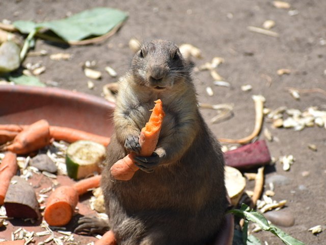 A prairie dog at the Budapest Zoo