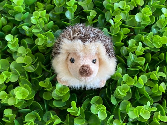 Toy hedgehog in a plant