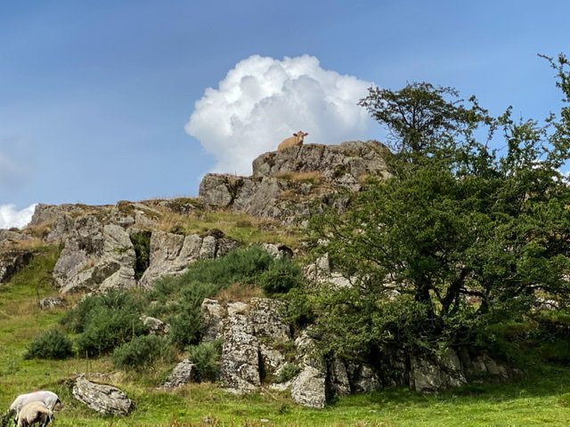 A cow on a rock on the Dales Way