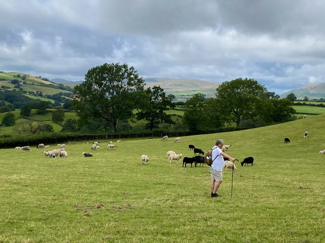 A man standing in a field of sheep