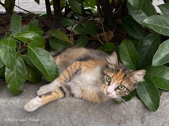 Cat lying in shrubs