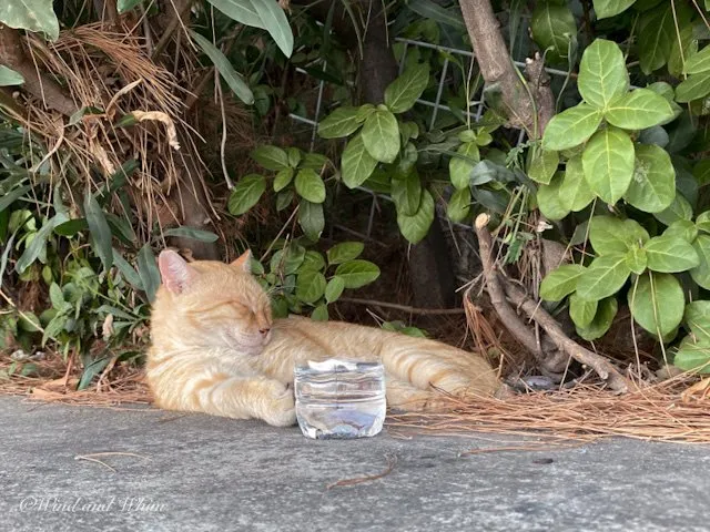 Orange cat with a glass