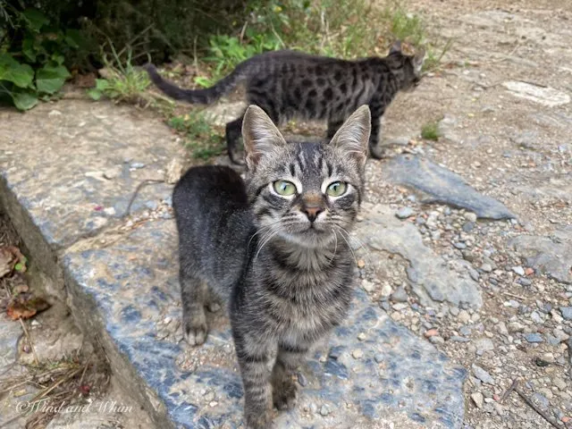 Grey kitten looking at the camera