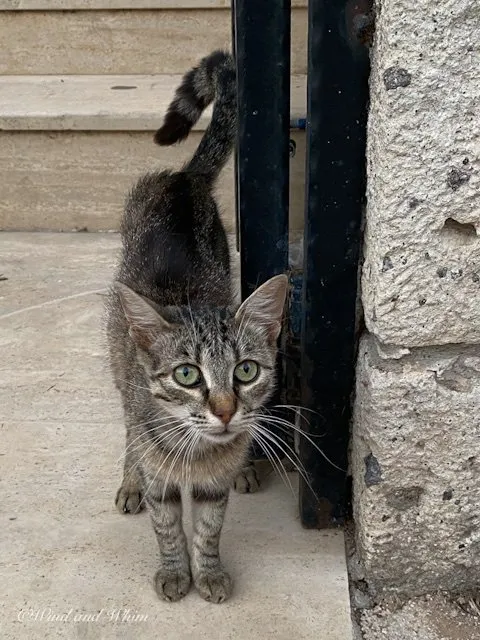 Grey cat with green eyes looking up