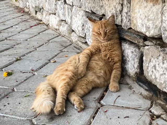 Orange cat lying against a wall