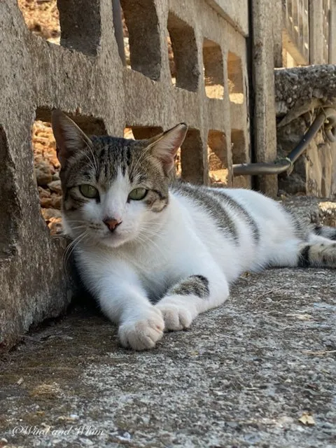 Cat lying against a wall