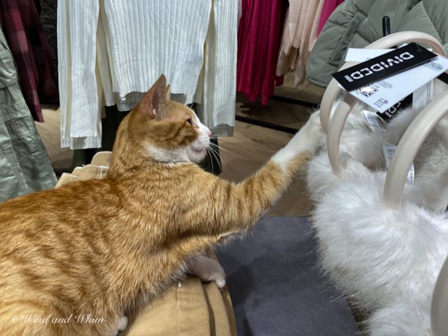 A cat in a clothing store