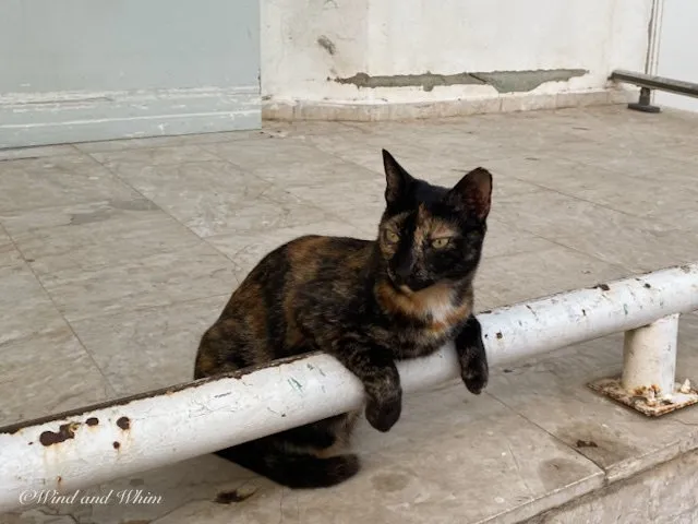 Cat hanging over a pole