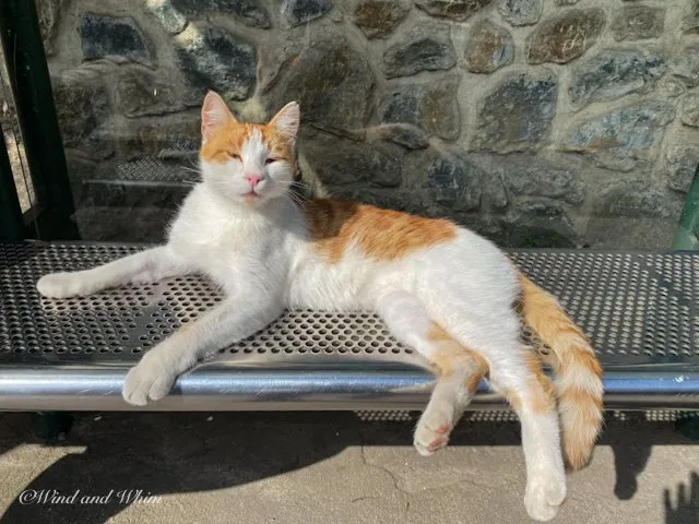 Orange and white cat on a metal bench