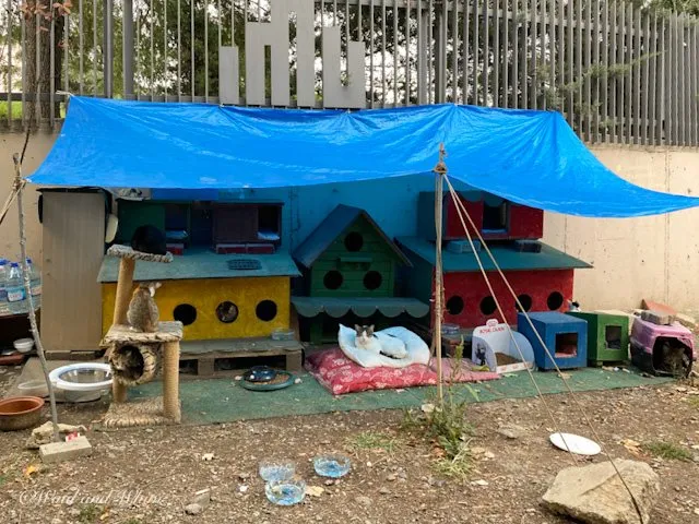 Multiple cat shelters in Istanbul