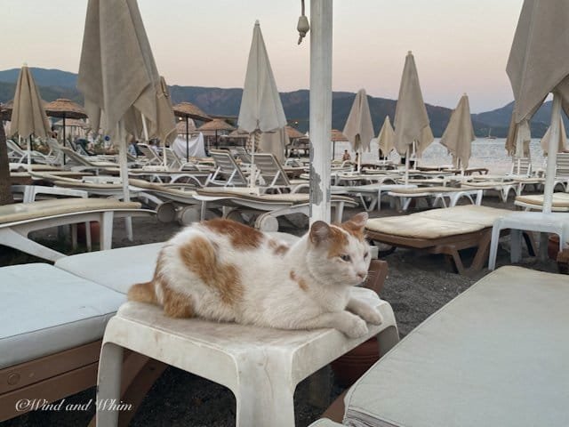 Orange and white cat on a plastic table