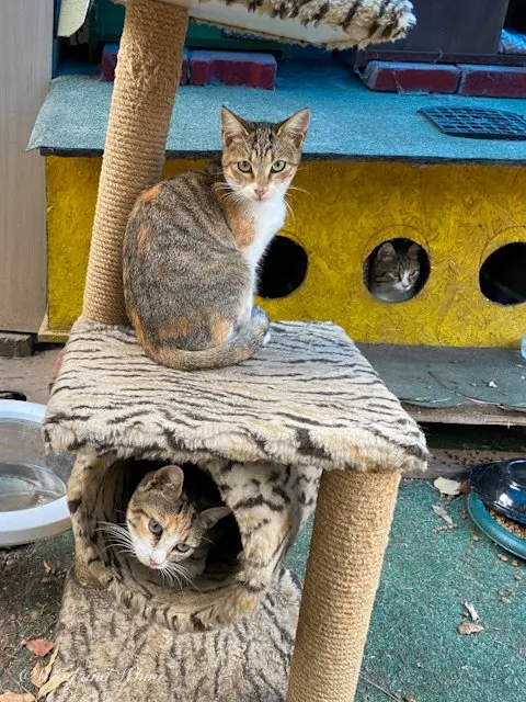 Cats on a cat tree