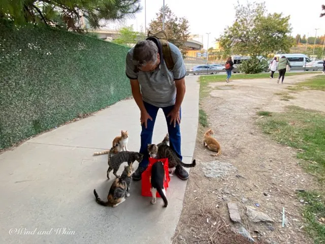 A man surrounded by cats