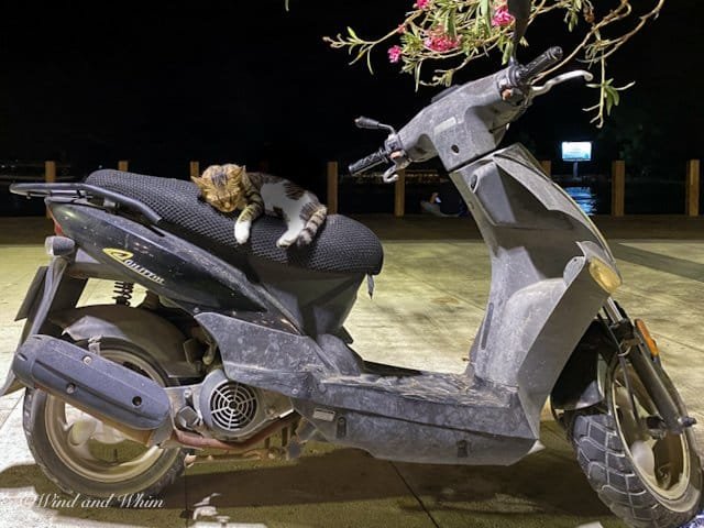 Kitten on a motorcycle