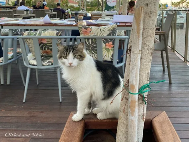Wide-eyed cat on a patio