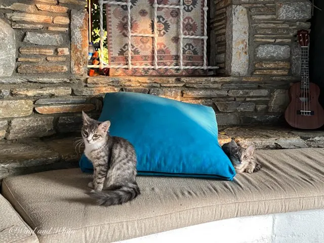Two kittens sitting on a cushioned bench