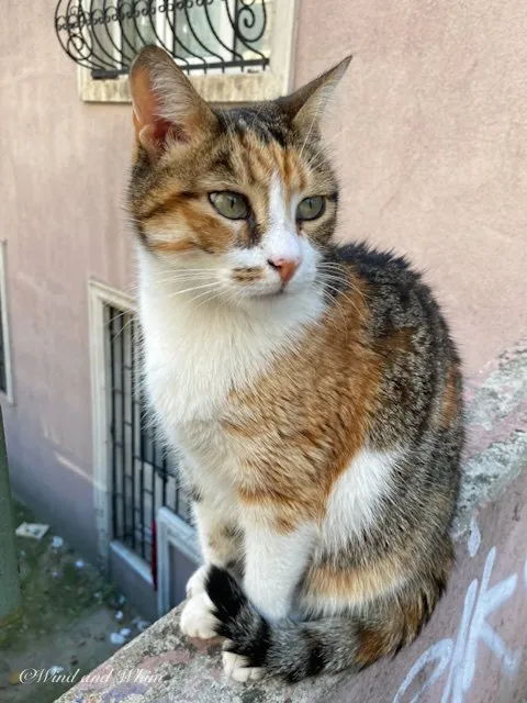 Cat sitting in front of a pink wall