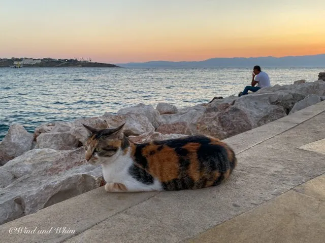 Calico cat at the sea