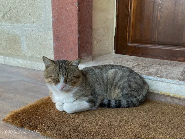 Grey and white cat lying down