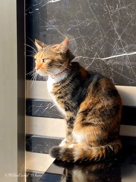 Cat looking out of a window