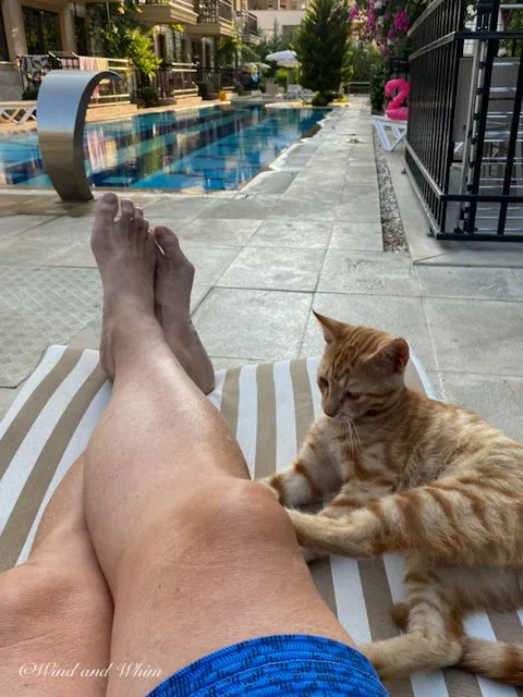 Cat and man on a lounger