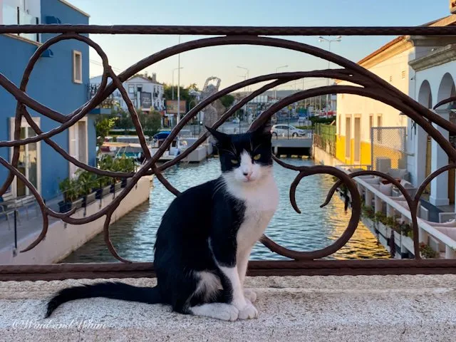 Black and white cat sitting in front of a fence