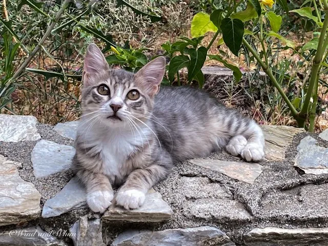 Grey and white kitten on a stone wall