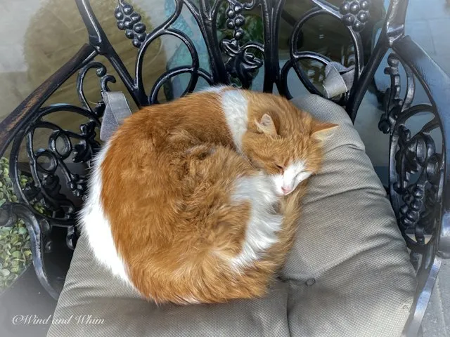 Orange and white cat sleeping on a chair