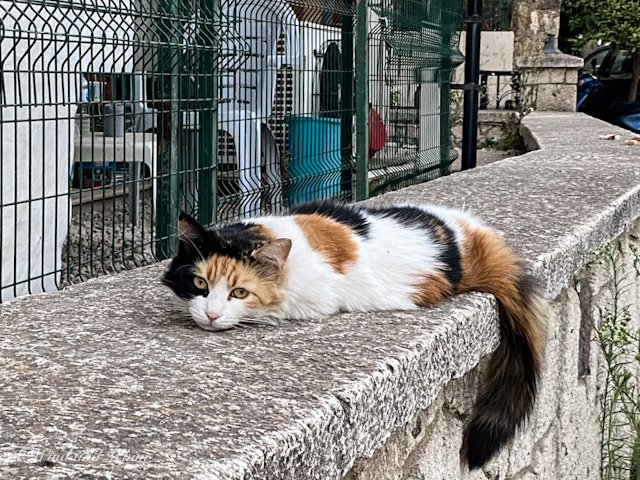 Calico cat on a concrete wall