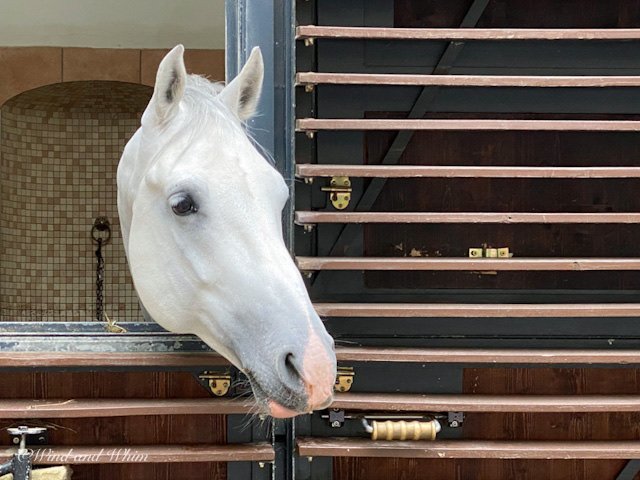 Lipizzan stallion looking out of his stall