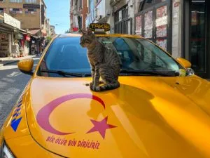 A cat sittine on a taxi in Turkey
