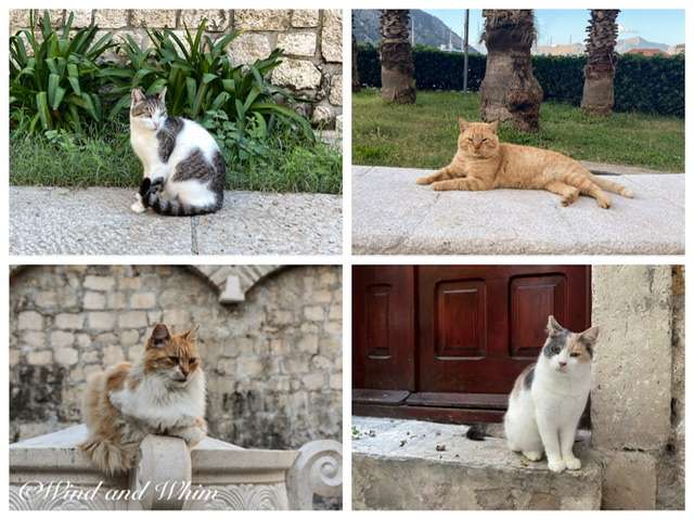 Photos of four cats