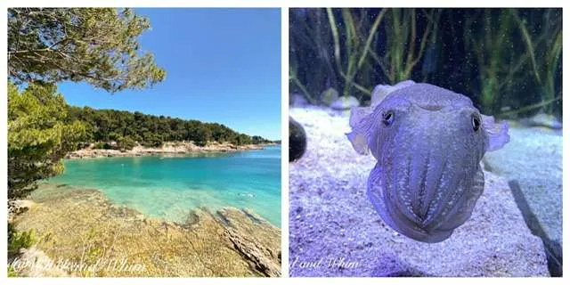 Two photos from Pula, Croatia: the Adriatic Sea coast, a cuttlefish in the Pula Aquarium