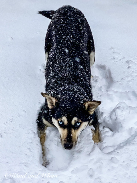 A husky bowing in play