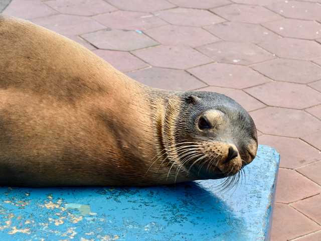 A sea lion lying on a bench