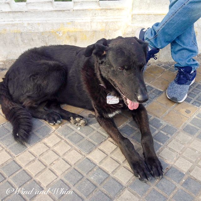 A large black dog lying at a man’s feet