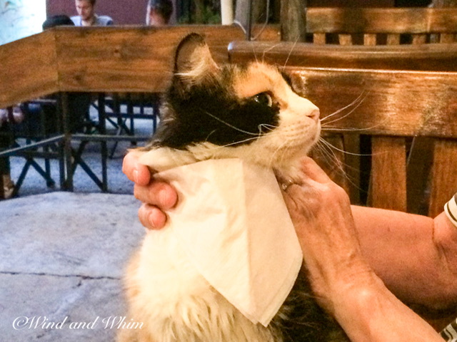 A calico cat wearing a napkin