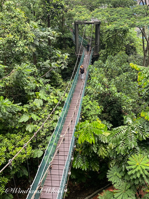 A hanging bridge surrounded by trees