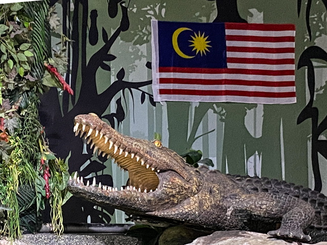 An alligator and the Malaysian flag