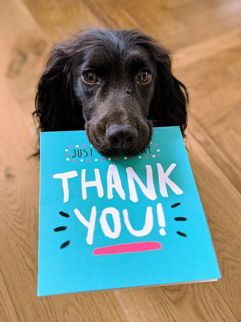 A large black dog holding a card that says thank you